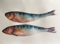 Two sardines in orange and blue against a white background