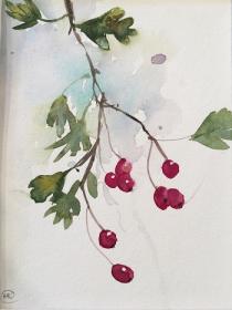 Red hawthorn berries against a splash of blue.