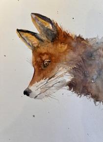 Red fox against a white background looking downwards