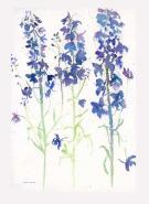 Blue Delphiniums 