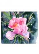 Peony Card